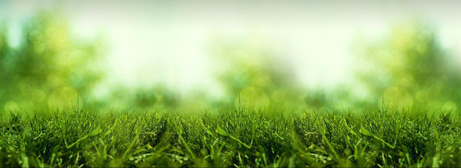grass