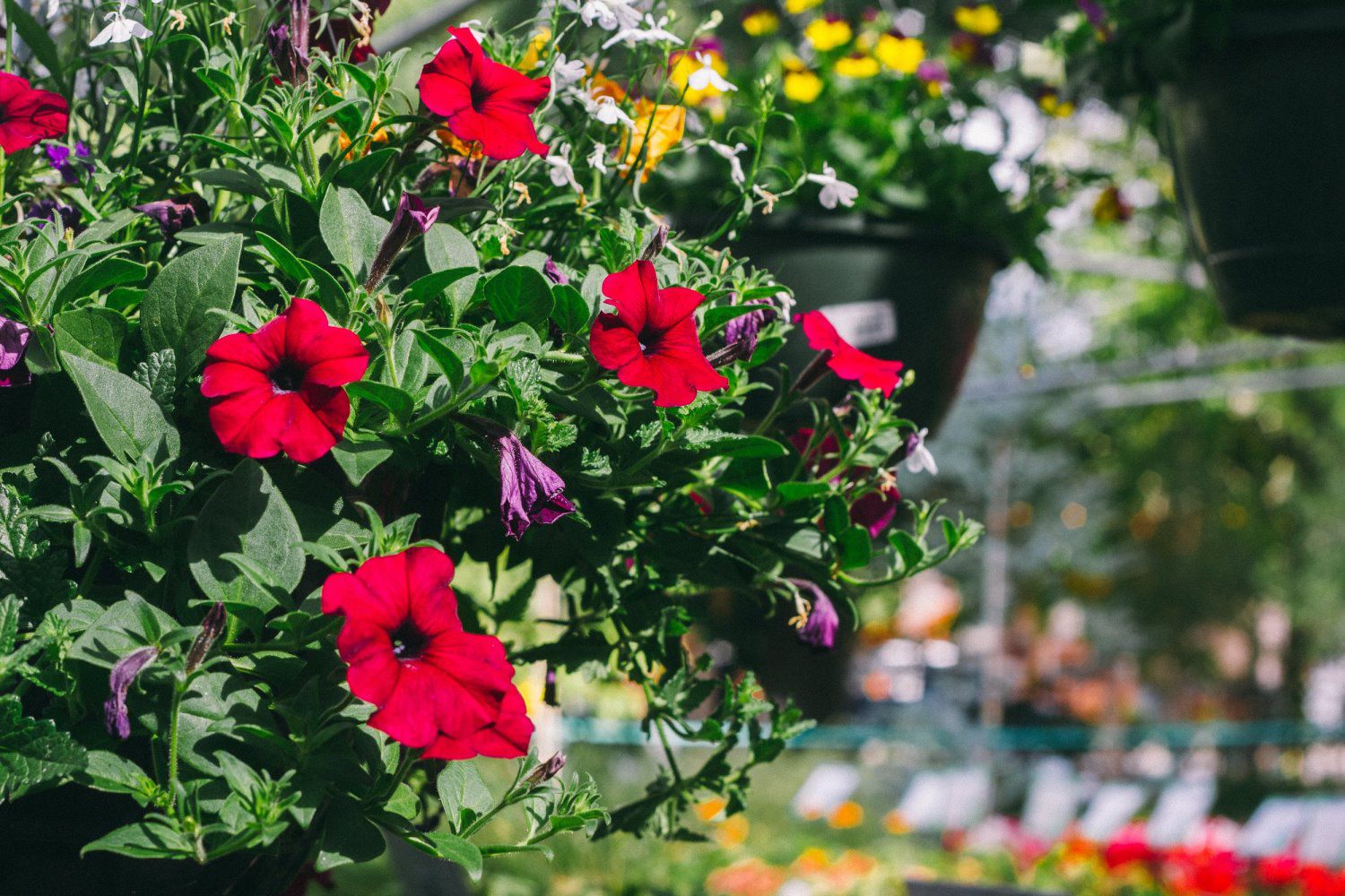 Home Plants for all Seasons