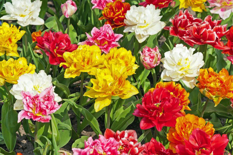 Blog Plants for all Seasons