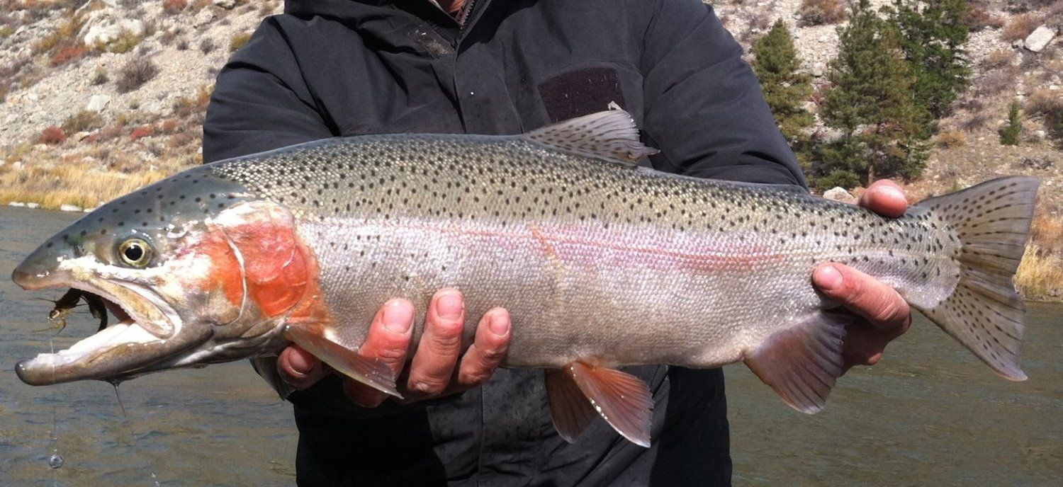 Fish Images Gallery Bozeman Fishing Lodge