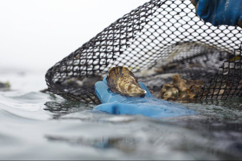 Home Morro Bay Oyster Company